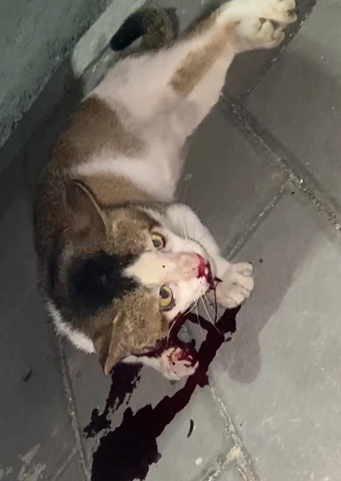 Acabe com os abusos! Proteja os direitos dos animais de companhia! 